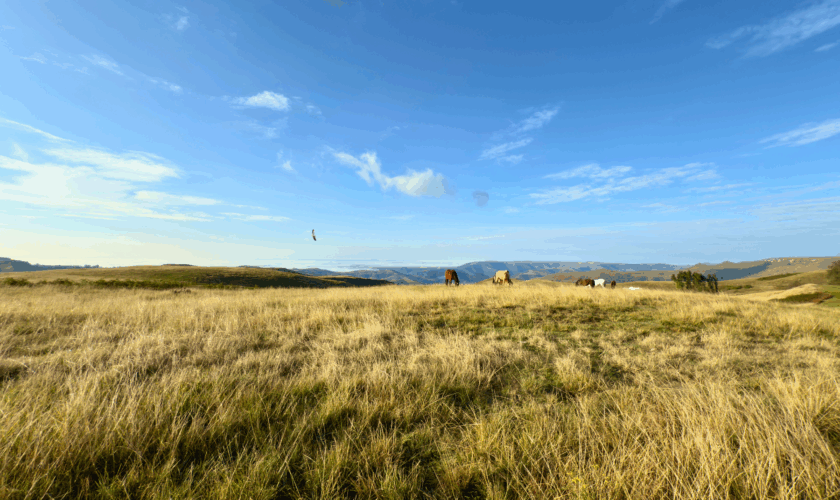 Van Reenen: Where Time Slows Down and Cell Signal Dies (In the Best Way Possible)